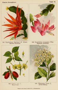 Epiphyllum Gaertneri, Epiphyllum Truncatum, Cornus Mas, Viburnum Tinus by (after) German School