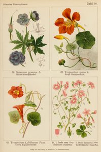 Geranium Pratense, Tropaeolum Majus, Tropaeolum Lobbianum, Oxalis Rosea, Oxalis Floribunda by (after) German School