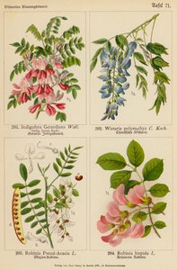 Indigofera Gerardiana, Wistaria Polystachya, Robinia Pseud-Acacia, Robinia Hispida by (after) German School