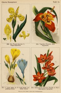 Iris Pseud-Acorus, Tigridia Pavonia, Crocus Vernus, Crocus Aureus, Schizostylis Coccinea by (after) German School