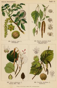 Juglans Regia, Betula Pendula, Alnus Glutinosa, Corylus Avellana by (after) German School