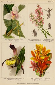 Lycaste Skinneri, Orchis Maculata, Orchis Latifolia, Cypripedilum Calceolus, Canna Indica by (after) German School