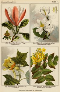 Magnolia Obovata, Magnolia Conspicua, Liriodendron Tulipifera, Berberis Aquifolium by (after) German School