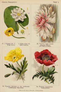 Nymphaea Alba, Nuphar Luteum, Victoria Regia, Papaver Alpinum, Papaver Bracteatum by (after) German School