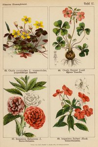 Oxalis Corniculata, Oxalis Deppei, Impatiens Balsamina, Impatiens Sultani by (after) German School
