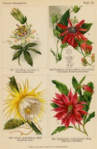 Passiflora Coerulea, Passiflora Racemosa, Cereus Grandiflorus, Epiphyllum Ackermannii by (after) German School