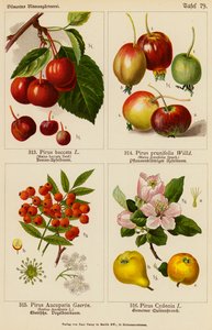 Pirus Baccata, Pirus Prunifolia, Pirus Aucuparia, Pirus Cydonia by (after) German School