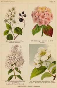 Pirus Canadensis, Hydrangea Opulodes, Hydrangea Paniculata, Philadelphus Grandiflorus by (after) German School