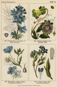 Polemonium Coeruleum, Cobaea Scandens, Nemophila Insignis, Anchusa Italica by (after) German School