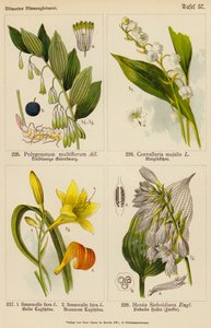 Polygonatum Multiflorum, Convallaria Majalis, Hemerocallis Flava, Hemerocallis Fulva, Hostia Sieboldiana by (after) German School
