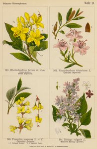 Rhododendron Flavum, Rhododendron Dahuricum, Forsythia Suspensa, Syringa Vulgaris by (after) German School
