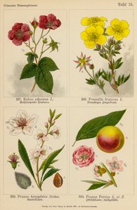 Rubus Odoratus, Potentilla Fruticosa, Prunus Amygdalus, Prunus Persica by (after) German School