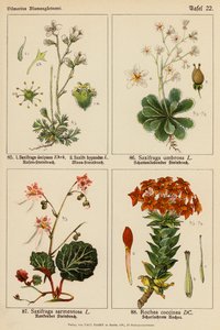 Saxifraga Decipiens, Saxifraga Hypnodes, Saxifraga Umbrosa, Saxifraga Sarmentosa, Rochea Coccinea by (after) German School