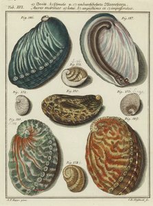 Shells by (after) German School