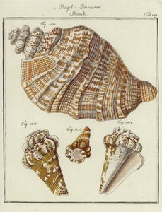 Shells