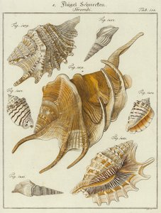 Shells