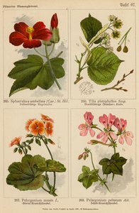 Sphaeralcea Umbellata, Tilia Platyphyllos, Pelargonium Zonale, Pelargonium Peltatum by (after) German School