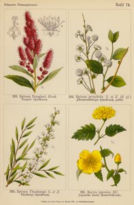 Spiraea Douglasii, Spiraea Prunifolia, Spiraea Thunbergii, Kerria Japonica by (after) German School