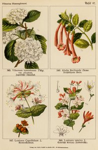 Viburnum Tomentosum, Abelia Floribunda, Lonicera Caprifolium, Lonicera Tatarica by (after) German School