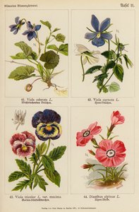 Viola Odorata, Viola Cornuta, Viola Tricolor, Dianthus Alpinus by (after) German School