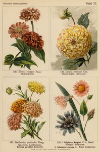 Zinnia Elegans, Dahlia Pinnata, Gaillardia Pulchella, Helipterum Manglesii, Catananche Coerulea by (after) German School