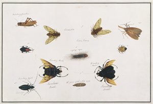 Six Arthropods, from Drawings of Animals, Insects and Reptiles from Malacca