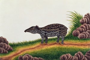 Banded Linsang, from Drawings of Animals, Insects and Reptiles from Malacca