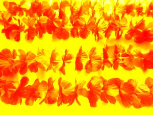 Blossoms