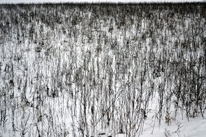 January by Alexandra Gertrud Maria Marx