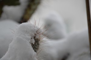 Cacti in Winter by Detlef Georgi