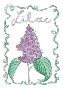 Lilac by june art