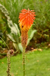 Floral Fine Art