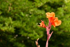 Floral Fine Art by Albert Mansour