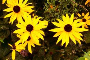 Floral Fine Art by Albert Mansour