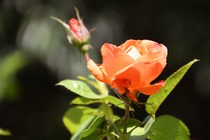 Floral Fine Art