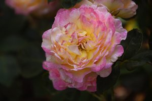 Floral Fine Art