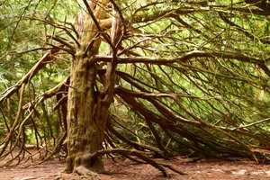 Nature Forest