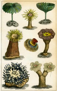Sea anemones, 19th century by A Fullarton and Co