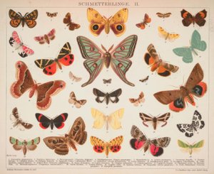 Butterflies. II. by A. Reichert