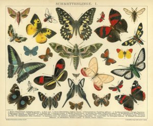 Butterflies. I.