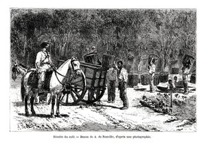 Harvesting the Coffee, Brazil, 19th Century by A. de Neuville