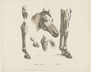 Stallion