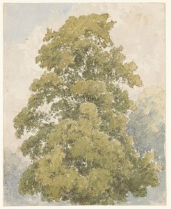 Study of an Elm