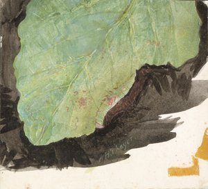 Heterocampa Biundata, Walker, Study for Book Concealing Coloration in the Animal Kingdom