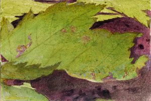 Heterocampa Biundata, study for book Concealing Coloration in the Animal Kingdom by Abbott Handerson Thayer