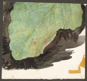 Heterocampa Biundata, Walker, study for book Concealing Coloration in the Animal Kingdom