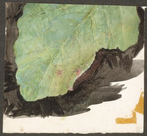 Heterocampa Biundata, Walker, Study for Book Concealing Coloration in the Animal Kingdom by Abbott Handerson Thayer