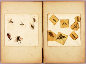 INSECTS--Colored (Best Bumblebees...), study folder for book Concealing Coloration in the Animal Kingdom