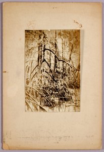 Photo of marsh, study folder for book Concealing Coloration in the Animal Kingdom by Abbott Handerson Thayer