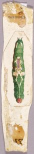 White Birch Leaf Edge Caterpillar, study for book Concealing Coloration in the Animal Kingdom by Abbott Handerson Thayer
